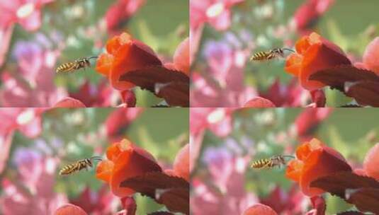 黄蜂在花朵中传粉高清在线视频素材下载