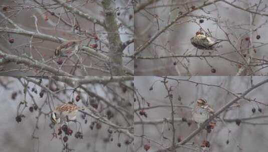 冬季麻雀树枝上啄食果实高清在线视频素材下载