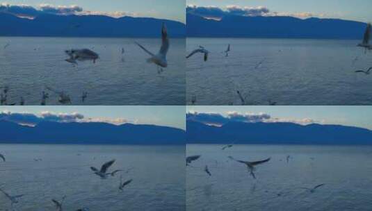 大理傍晚洱海上水面的海鸥高清在线视频素材下载