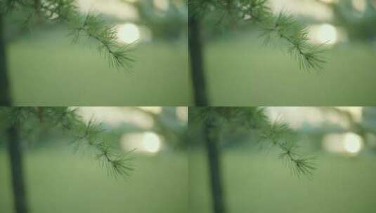 8K实拍夏天逆光阳光树叶唯美空镜头意境高清在线视频素材下载
