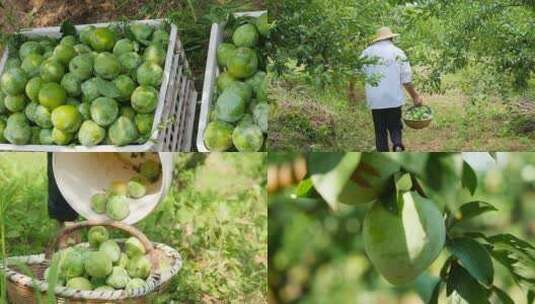 奈李产地高清在线视频素材下载