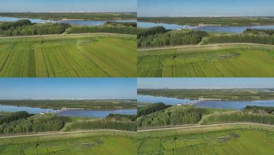 东北嫩江平原即将成熟的水稻田4K航拍高清在线视频素材下载