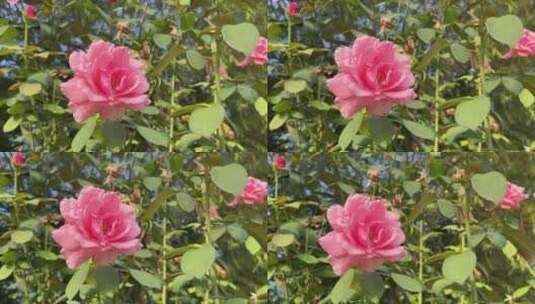 粉色唯美月季花花朵高清在线视频素材下载