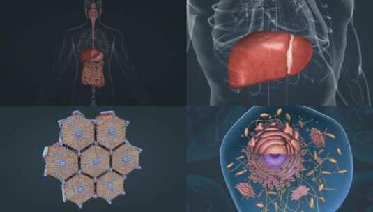 人体器官细胞肝细胞组织新陈代谢三维动画高清在线视频素材下载