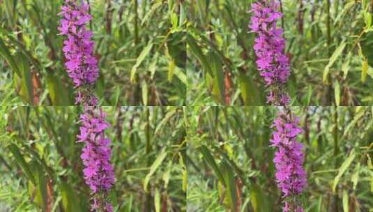 紫色小清新花朵高清在线视频素材下载