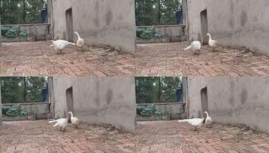 农村小院里的大白鹅高清在线视频素材下载
