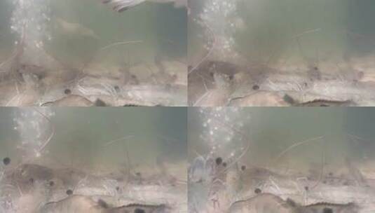 水池里面的基围虾高清在线视频素材下载