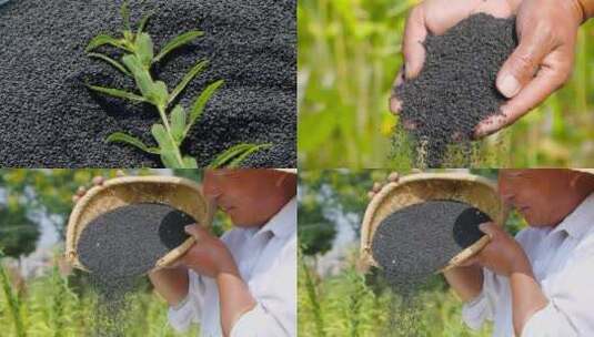 芝麻种植高清在线视频素材下载