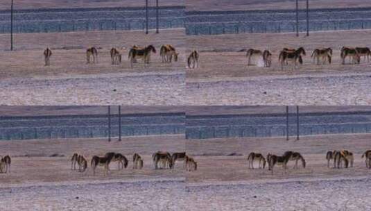青海可可西里自然保护区藏野驴高清在线视频素材下载