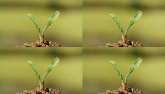 4k实拍水滴植物种子生根发芽素材高清在线视频素材下载
