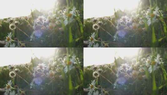 阳光下的白色雏菊高清在线视频素材下载