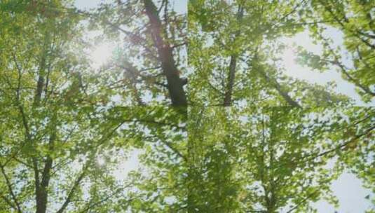 阳光速度感-划过树林高清在线视频素材下载