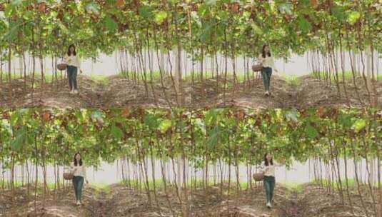 年轻女子挎着竹篮在大棚水果园采摘猕猴桃高清在线视频素材下载