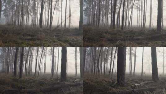 秋冬清晨森林里浓雾高清在线视频素材下载