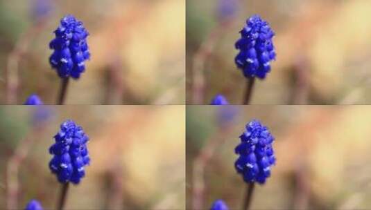 风信子花特写高清在线视频素材下载