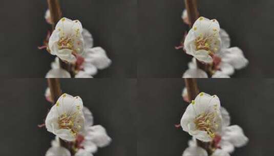 春天杏花盛开的延时摄影高清在线视频素材下载