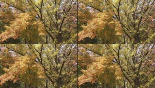 秋天美丽的大自然森岭树木树叶特写高清在线视频素材下载