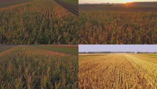 航拍玉米地黄昏下的农场日落下的玉米地种植高清在线视频素材下载