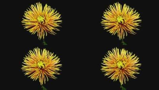 黄色菊-花在黑幕前-开放高清在线视频素材下载