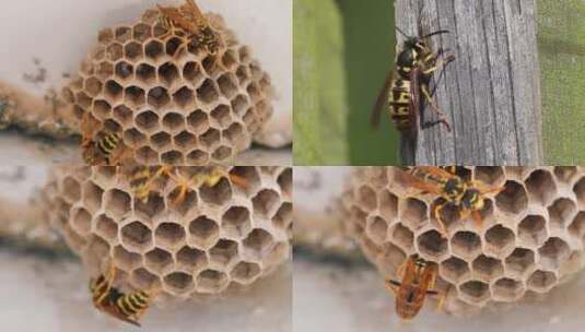 大马蜂蜂巢高清在线视频素材下载