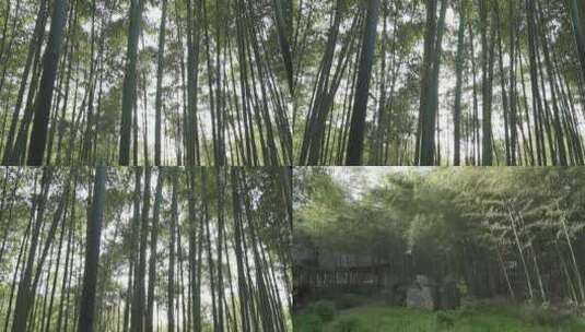 竹叶竹林3高清在线视频素材下载