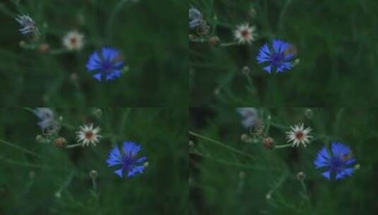 蓝色雏菊高清在线视频素材下载