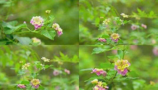 4k实拍春天盛开的花朵高清在线视频素材下载