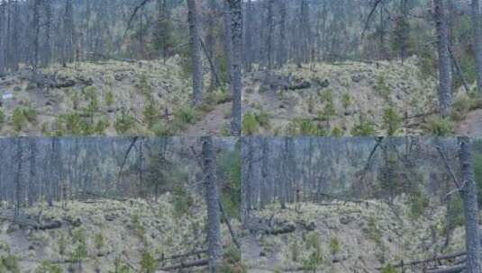 低空飞过森林高清在线视频素材下载