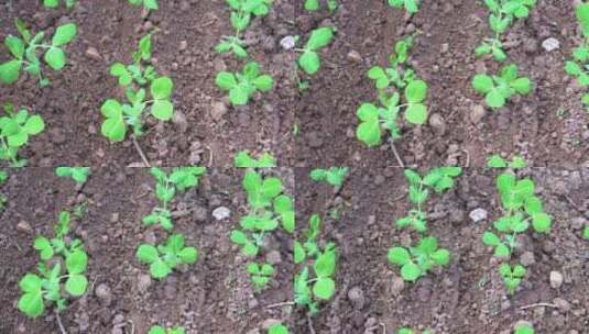 绿色蔬菜豌豆尖小苗种植田特写高清在线视频素材下载