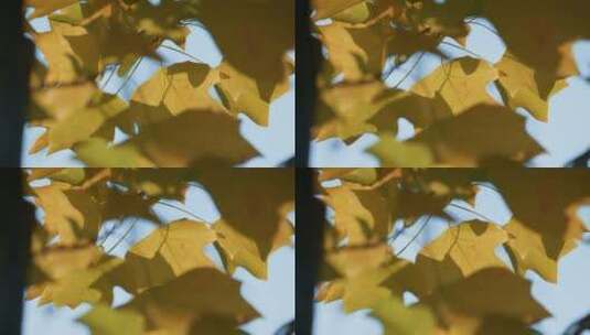 秋天的黄叶特写高清在线视频素材下载