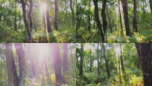 唯美天然氧吧森林光影森林晨雾树林阳光树林高清在线视频素材下载
