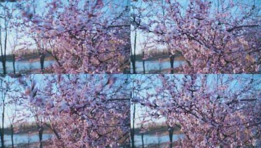 花朵 花瓣 樱花树高清在线视频素材下载
