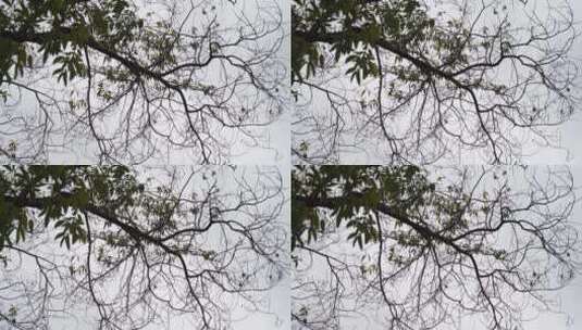冬天阴天树枝落光树叶的树枝枯枝干枯的树木高清在线视频素材下载