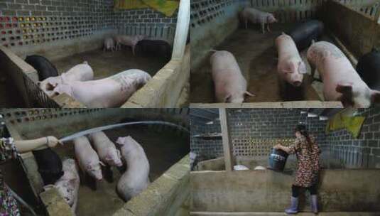 农村 养猪专业户 农家猪 猪圈 猪舍高清在线视频素材下载