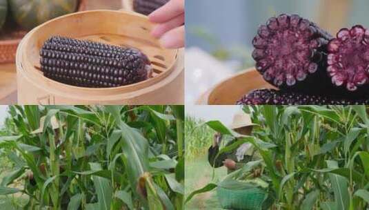 东北黑玉米高清在线视频素材下载