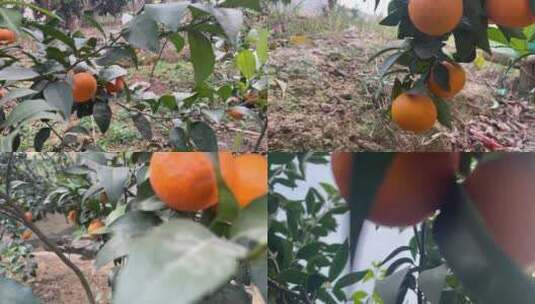 橘子树特写种橘橘子熟了小橘子金橘高清在线视频素材下载