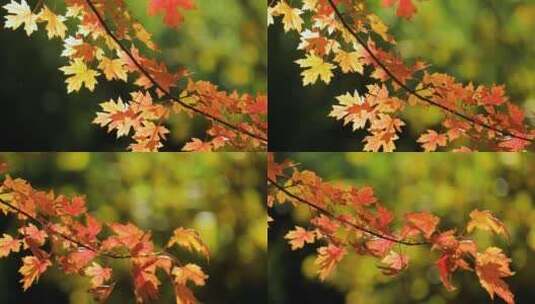 4K拍摄秋天的枫叶高清在线视频素材下载