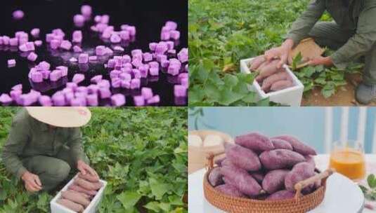 紫薯合集素材高清在线视频素材下载