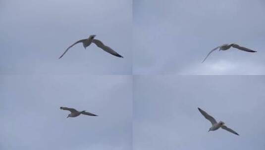 海鸥天空中飞翔特写高清在线视频素材下载