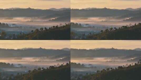 航拍云雾中的茶山日出高清在线视频素材下载