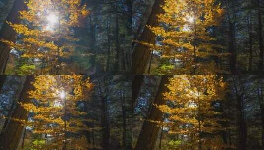 深秋时节的秋景与秋叶光影高清在线视频素材下载