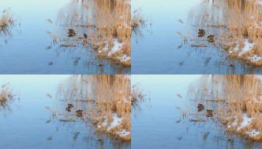 冬天河流湿地生态野鸭高清在线视频素材下载