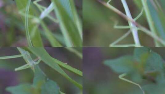 竹节虫 林间小景 日出 太阳 树木 花草 昆虫高清在线视频素材下载