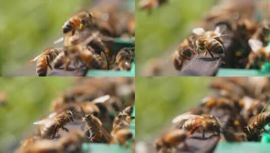 微距特写慢镜头春天的蜜蜂高清在线视频素材下载