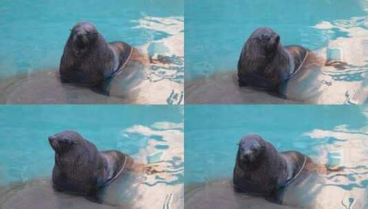 海狮在水中休息高清在线视频素材下载