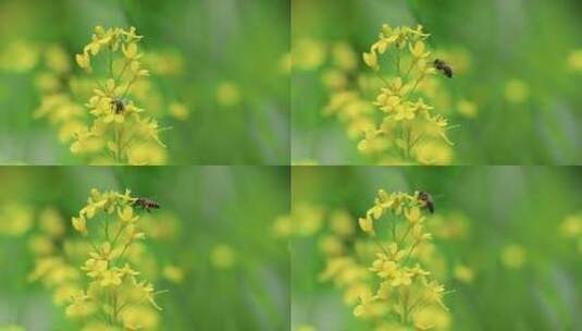 蜜蜂与油菜花高清在线视频素材下载