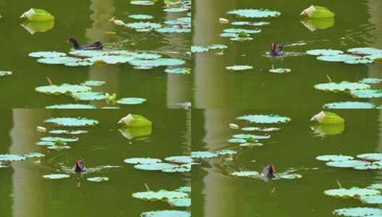 荷塘里的水鸭在觅食A高清在线视频素材下载