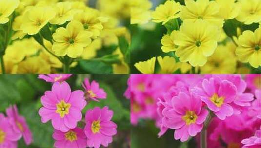 春天美丽的花朵报春花绽放高清在线视频素材下载