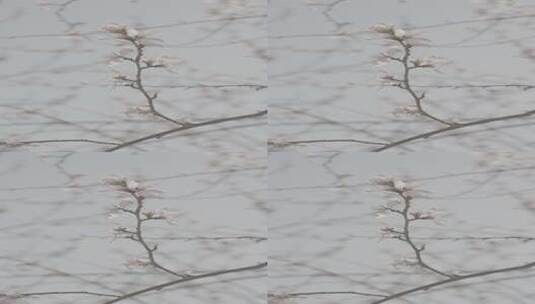 玉渊潭花-花和波光粼粼的湖面4k50帧高清在线视频素材下载