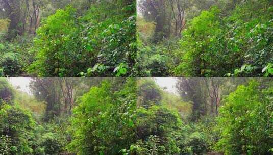 雨天下雨登山山林镜头高清在线视频素材下载